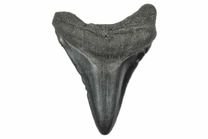 Juvenile Megalodon Tooth - South Carolina #340500